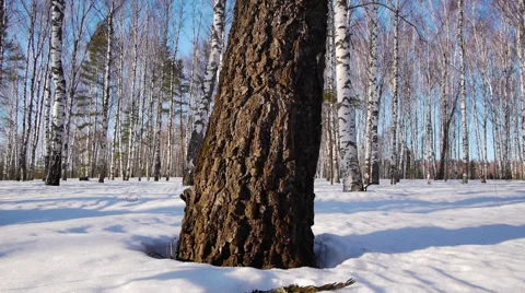 Trunks of birch trees in wintertime Видео 68888096