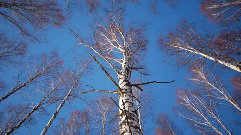 Trunks of birch trees in wintertime 스톡 동영상 68890458
