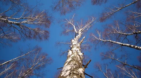 Trunks of birch trees in wintertime Видео 68890509