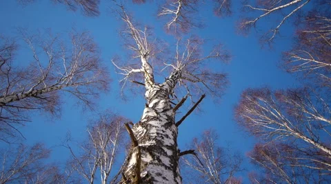 Trunks of birch trees in wintertime Видео 68890606