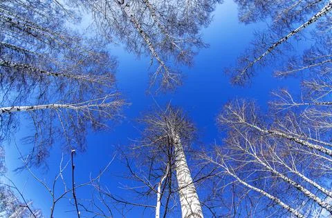 Trunks of birch trees without leaves against the background of a spring sky Stock Photos