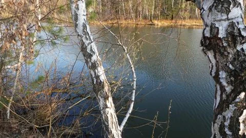 Trunks of birches over the lake in the spring 库存照片
