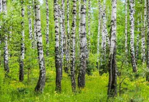 Trunks of birches Stock Photos