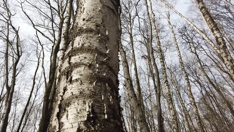 Trunks of birches. Shooting in the spring forest. Stock-Footage 124935443