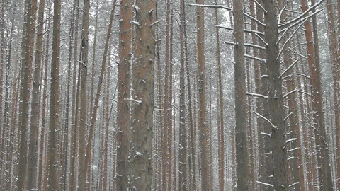 Trunks of coniferous pine trees in the snow in a winter forest Stock Footage 86184186