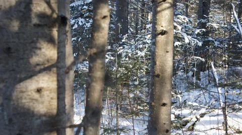 Trunks of coniferous trees on the background of a winter forest Foto stock