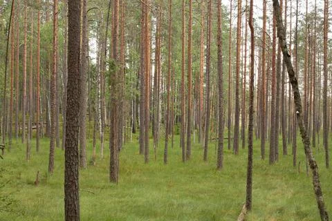 Trunks of coniferous trees in the forest. Stock Photos