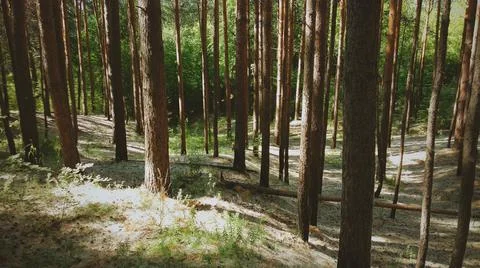 Trunks of conifers under the rays of the daytime sun Stock Photos