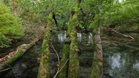 Trunks covered with moss Stock Footage 254614940