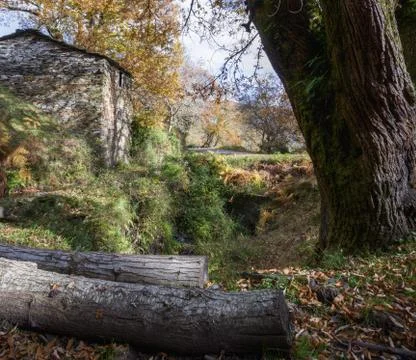 Trunks cut from chestnut tree next to a traditional stone house Stock Photos