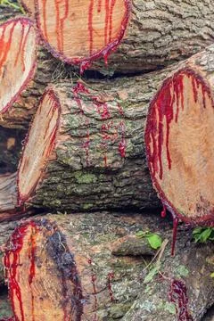 Trunks cut with red sap - closeup Stock Photos