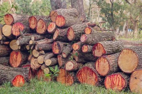 Trunks cut with red sap Stock Photos