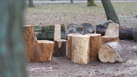 Trunks of cut trees in the city in 4k slow motion 60fps Stock Footage 152647022