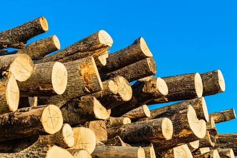 Trunks of cut trees lie in the forest. Stock Photos