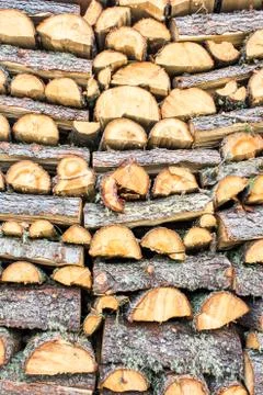 Trunks cutted Stock Photos