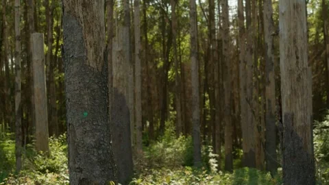 Trunks of dead dry spruce trees in forest hit by bark beetle in Czech Stock Footage 243268789