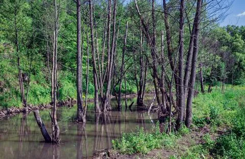 Trunks of dead trees in the river among lush grass and vegetation. Stock Photos