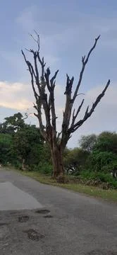 Trunks of dried dead trees with branches Foto stock