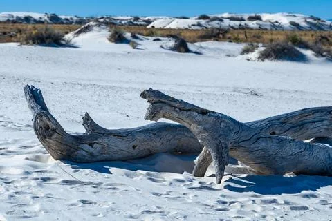 Trunks of dried dead trees on white gypsum sand in White sands National Mon.. Stock Photos