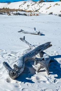 Trunks of dried dead trees on white gypsum sand in White sands National Mon.. Fotos de archivo