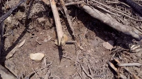 Trunks of dry trees Stock Footage 76718072