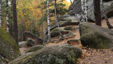 Trunks of fall birch trees among a scattering of huge rocks. Stock Footage 295703264