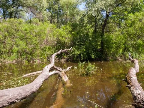 Trunks of fallen high dried trees without leaves and bark on the river bank Stock Photos