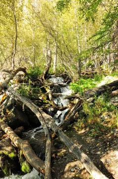 Trunks of fallen trees and stone boulders block the course of a stormy moun.. Stock Photos