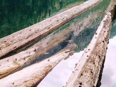 Trunks of fallen trees with broken branches in clear lake water. Full screen Stock Photos