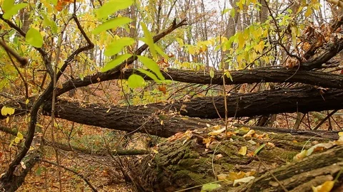 Trunks of fallen trees Stock Footage 119044754