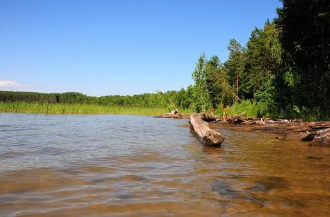 Trunks of fallen trees on the shore of a large lake at the edge of a summer f Stock Photos