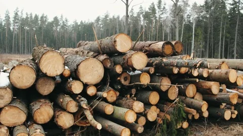 Trunks of felled trees on the forest edge Stock Footage 205716283