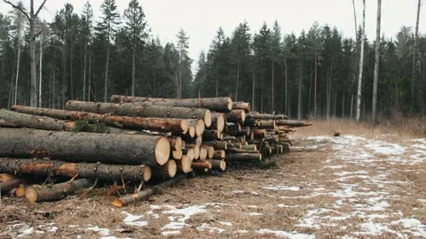 Trunks of felled trees on the forest edge Vídeos de archivo 207785497