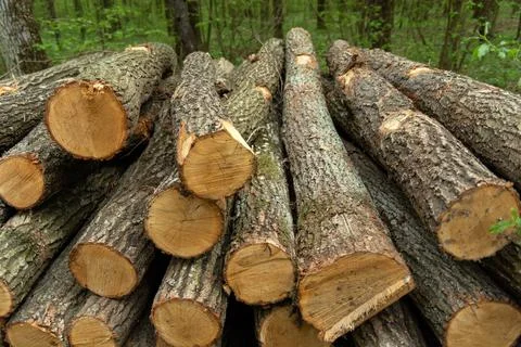 Trunks of felled trees lying on a pile Stock Photos