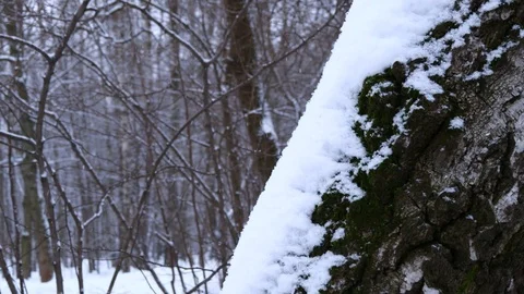 Trunks In Forest Winter Snow Video stock 72042378