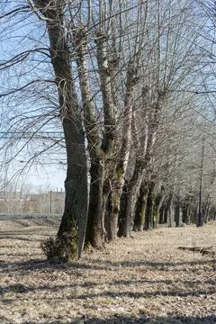 The trunks of gray trees without leaves in the field next to the railway Stock Photos