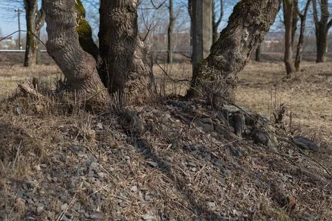 The trunks of gray trees without leaves in the field next to the railway Stock Photos