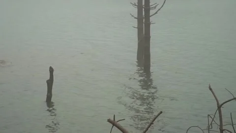 Trunks in the lake in the middle of the fog Stock Footage 256086019
