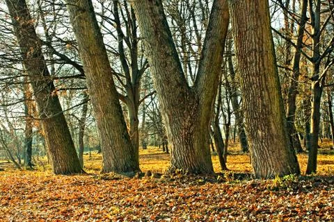 Trunks of large old trees Stock Photos