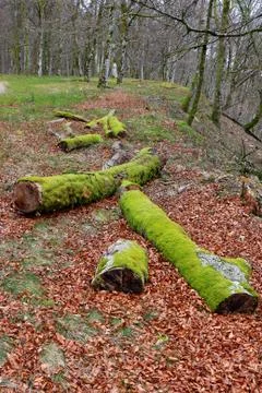 Trunks laying Stock Photos