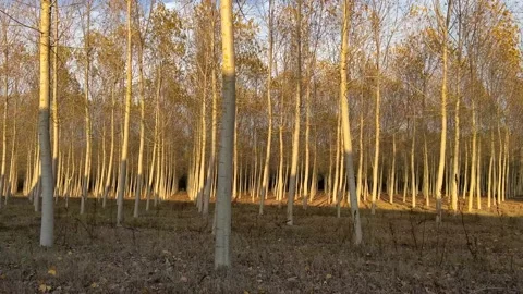 Trunks of many trees growing on the plantation Video stock 226967884