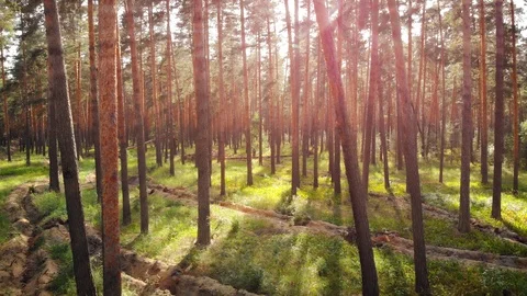 Trunks of many young pine trees, growing densely in forest 库存影片 126135526
