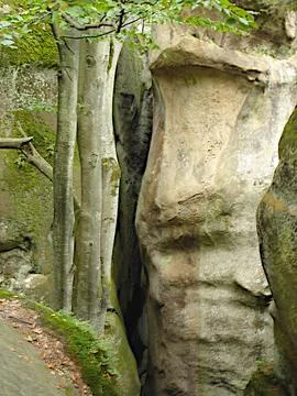 Trunks of maple trees on background of rocks with greenery. Mountains Carpa.. Stock Photos