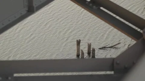 Trunks in the middle of the water Stockbeeldmateriaal 149123907