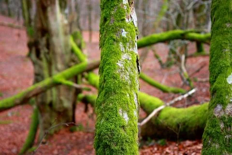 Trunks with moss Stock Photos