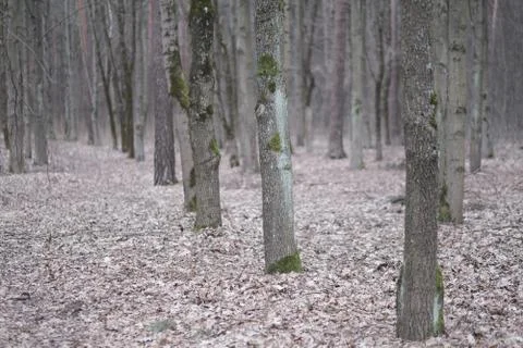 Trunks of old cracked trees in the forest in early spring Stock Photos
