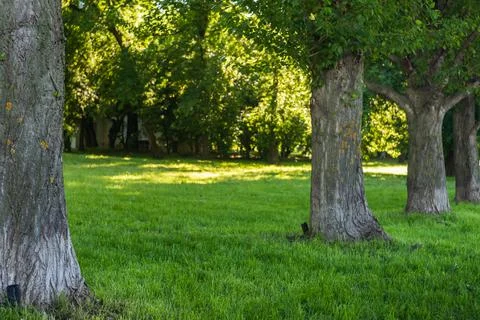Trunks of old trees in rhythmic order in a summer Park on a green lawn on a S Stock Photos