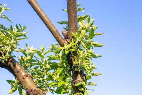 The trunks of the ornamental tree, silver oleaster, become overgrown with y.. Foto stock