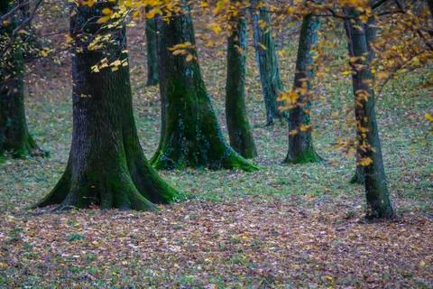 Trunks in the park Stock Photos