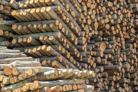 Trunks on a pile Stock Photos